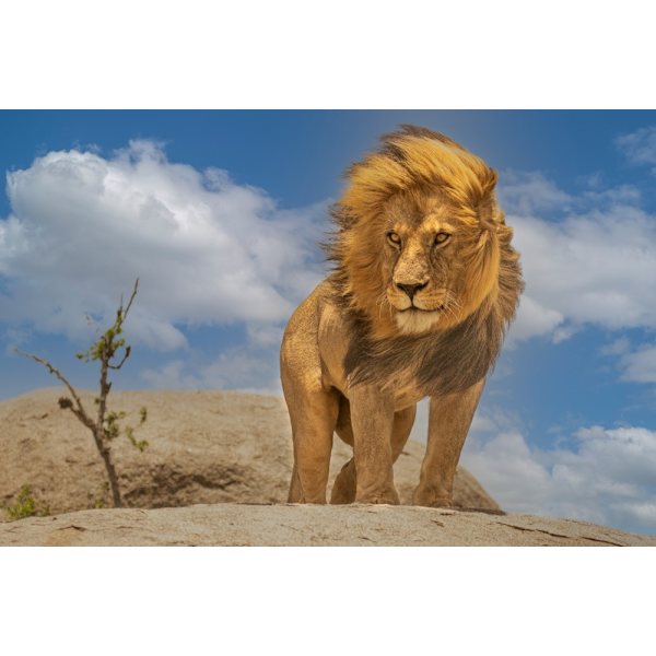 The Lion King MultiColor 21x30 cm