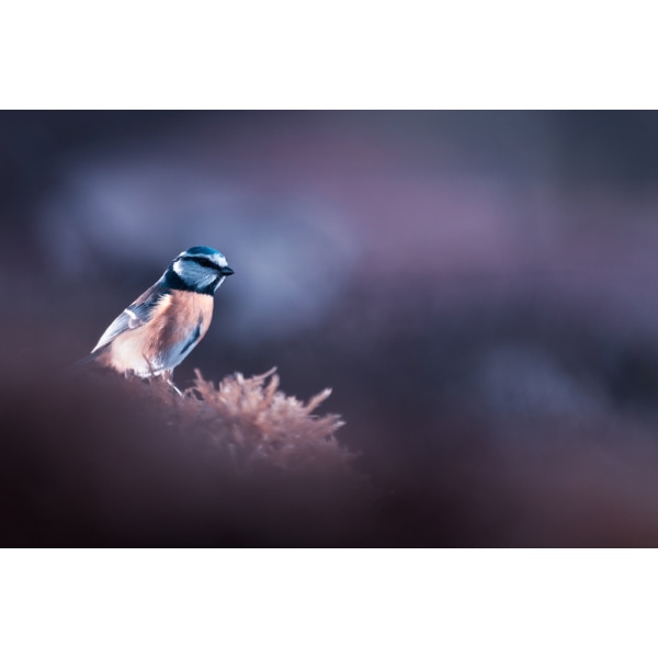 A Bird World MultiColor 50x70 cm