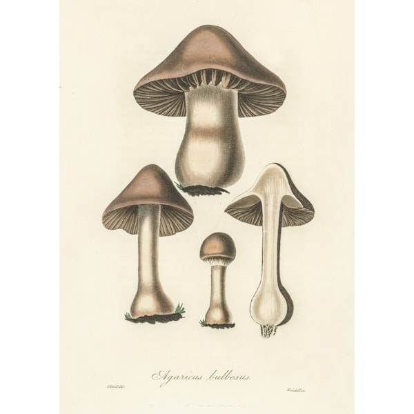 Agaricus Bulbosus Illustration. Medical Botany 1836 MultiColor 70x100 cm