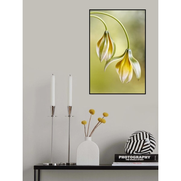 Tulipa MultiColor 30x40 cm