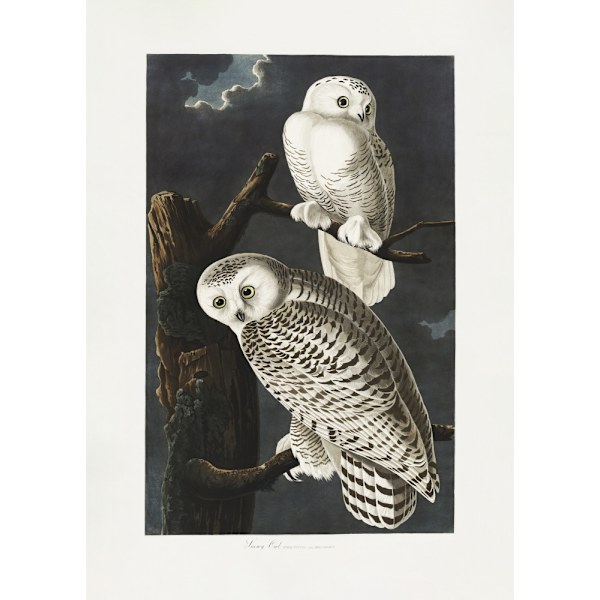 Snowy Owl From Birds Of America (1827) MultiColor 50x70 cm