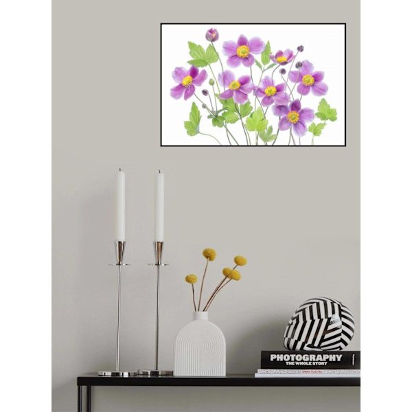 Anemone 'Hadspen Abundance' MultiColor 30x40 cm