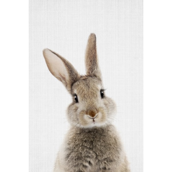 Peekaboo Bunny MultiColor 70x100 cm