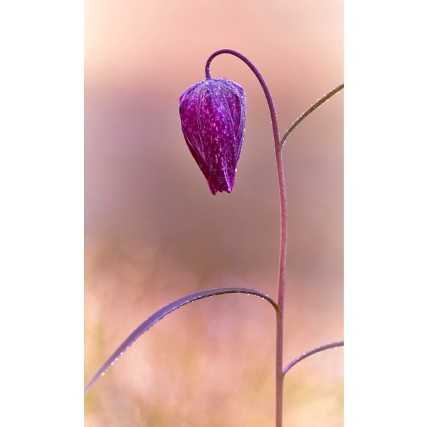 Fritillary MultiColor 30x40 cm