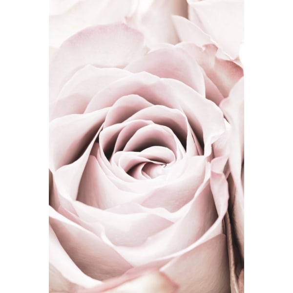 Pink Rose No 06 MultiColor 30x40 cm