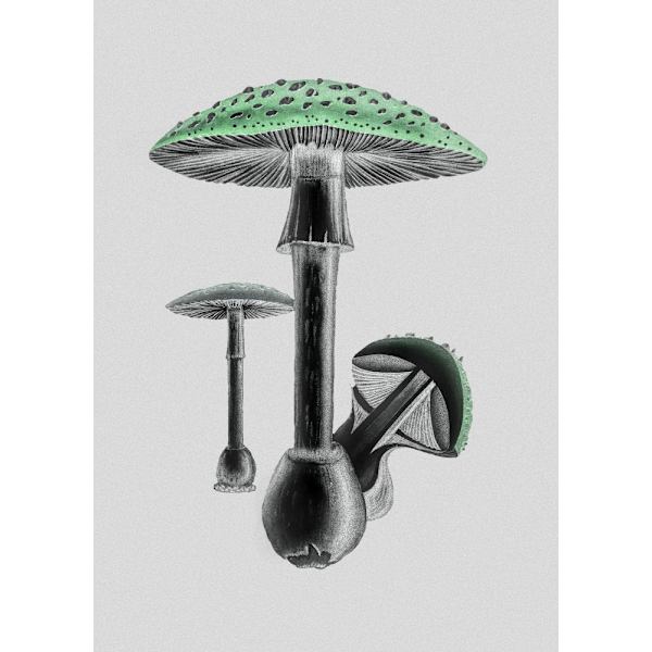 Amanita Muscaria White Background Green MultiColor 30x40 cm