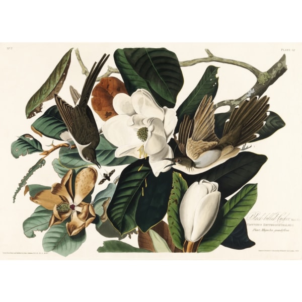 Black Billed Cuckoo From Birds Of America (1827) MultiColor 70x100 cm