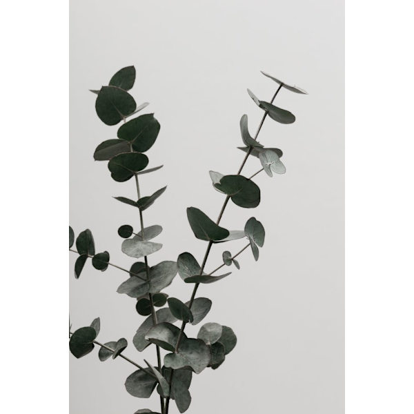 Eucalyptus Natural 04 MultiColor 21x30 cm