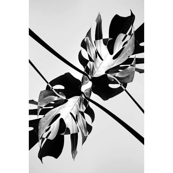Baw Leaf Monstera MultiColor 21x30 cm