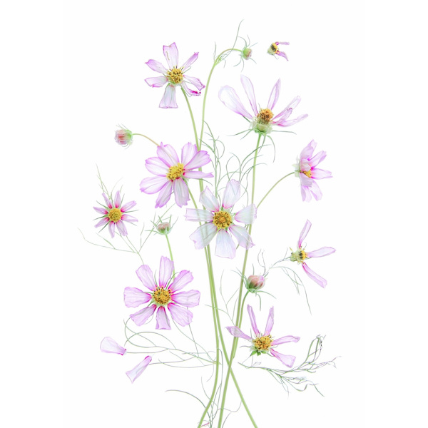 Cosmos MultiColor 50x70 cm
