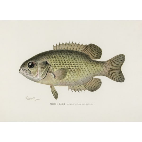 Rock Bass (Ambloplites Rupestris) Af Sherman F. Denton (1856 193 MultiColor 70x100 cm