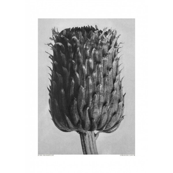 Cirsium Canum (Ohdake) MultiColor 30x40 cm