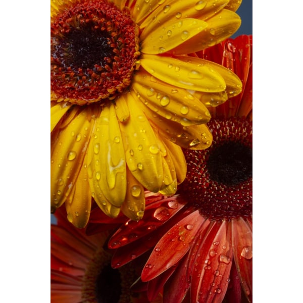 Gerbera Flowers And Water Drops MultiColor 30x40 cm