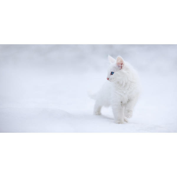 White As Snow MultiColor 70x100 cm