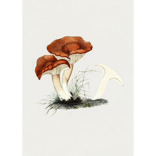 Hand Drawn Rufous Milkcap Mushroom MultiColor 30x40 cm