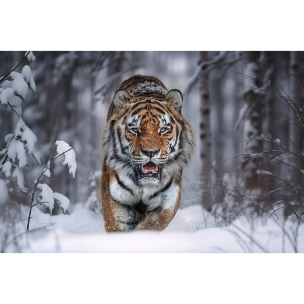 Snowtiger MultiColor 30x40 cm