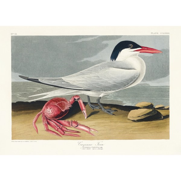 Cayenne Tern fra Birds Of America (1827) MultiColor 30x40 cm