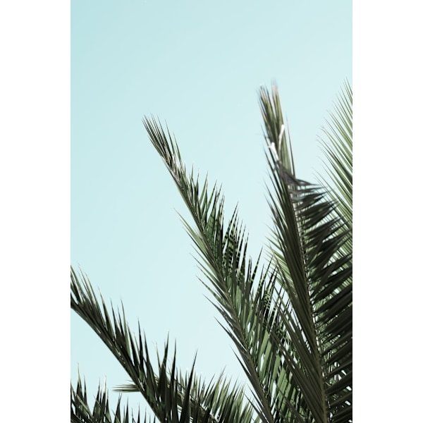 Palm Leaves And Sky_2 MultiColor 70x100 cm
