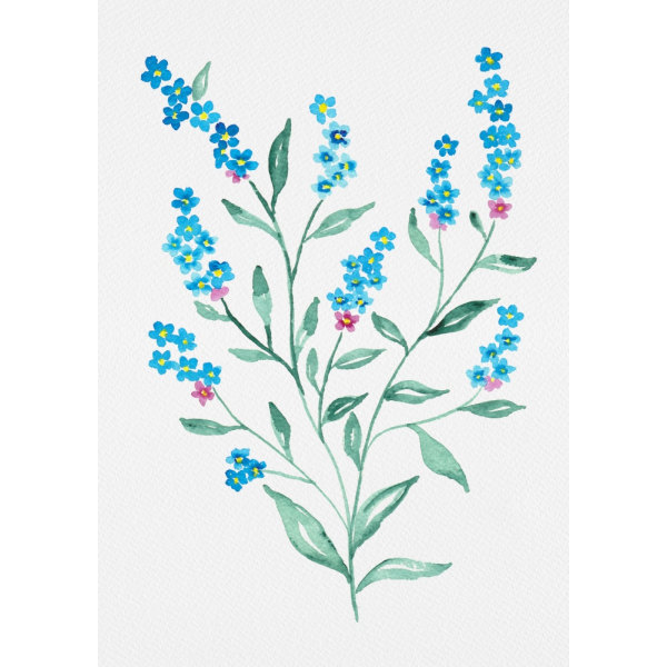 Puinen unohda-minut tai Myosotis Sylvatica -kasvitieteellinen maalaus MultiColor 21x30 cm