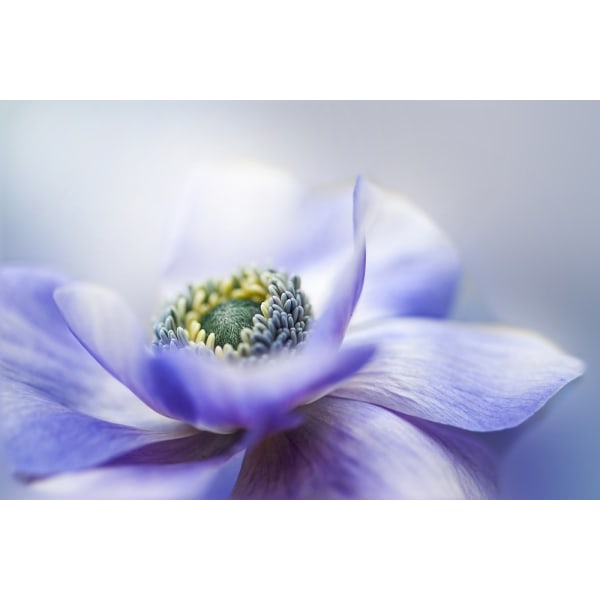 Anemone De Caen MultiColor 70x100 cm