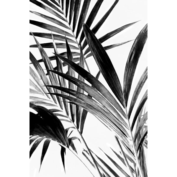 Palm Leaves Black And White 02 MultiColor 21x30 cm