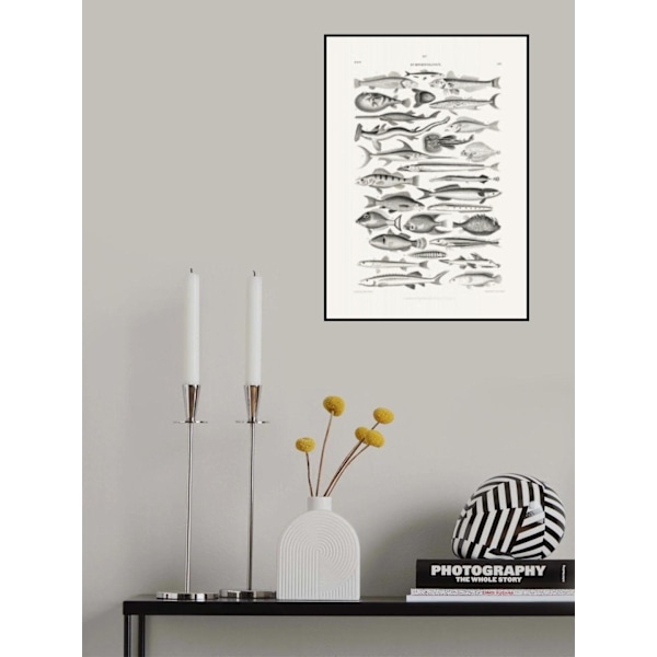 Sealife I MultiColor 50x70 cm