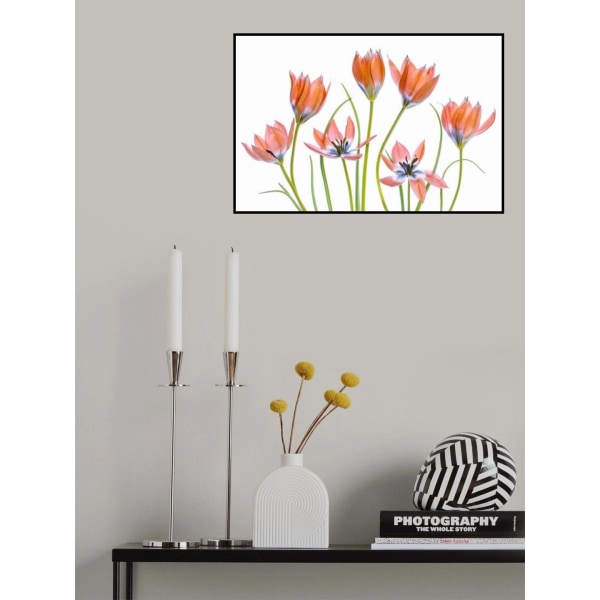 Apricot Tulips MultiColor 50x70 cm