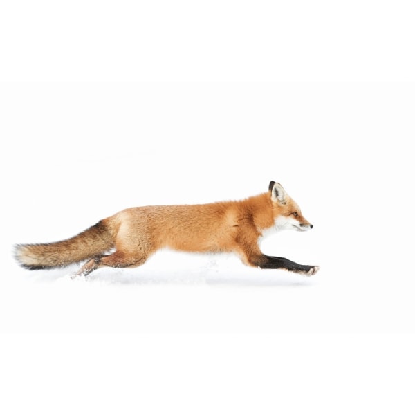 Red Fox On The Run - Algonquin Park MultiColor 70x100 cm