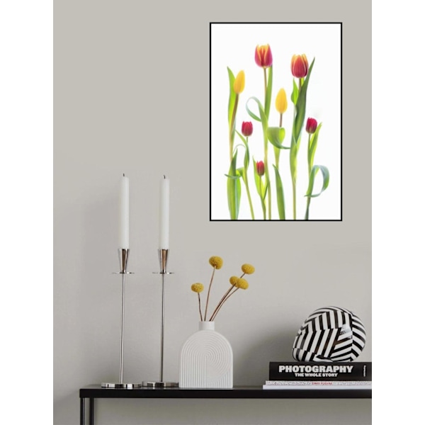 Tulips MultiColor 50x70 cm