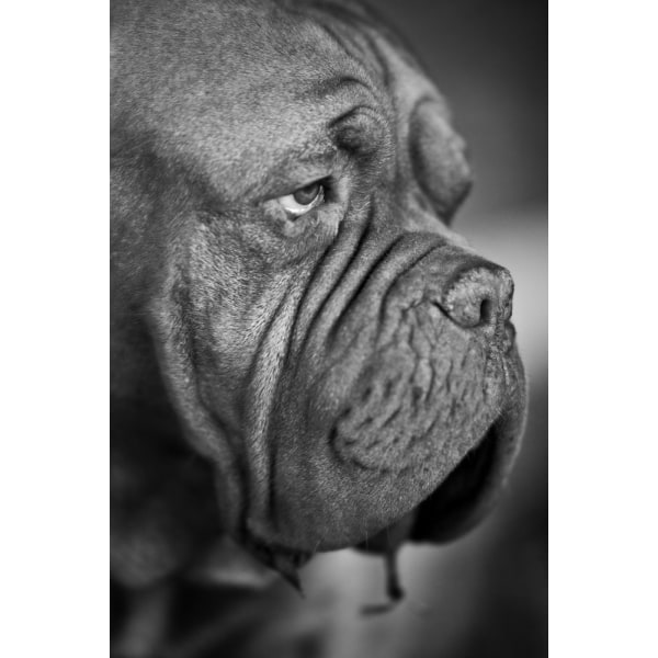 Hunde Portræt MultiColor 30x40 cm