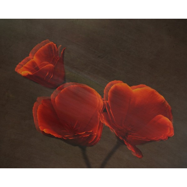 Poppys MultiColor 21x30 cm