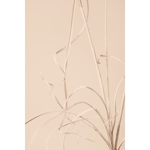 Dried Grass Beige 01 MultiColor 70x100 cm