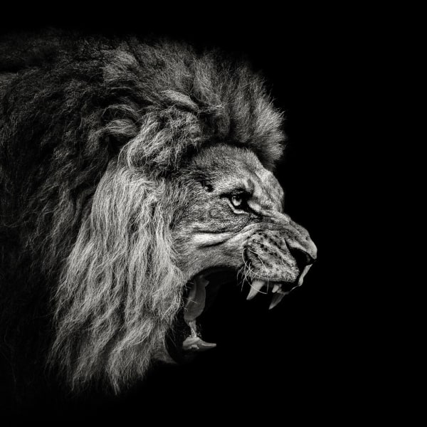 Roaring Lion 2 MultiColor 50x70 cm