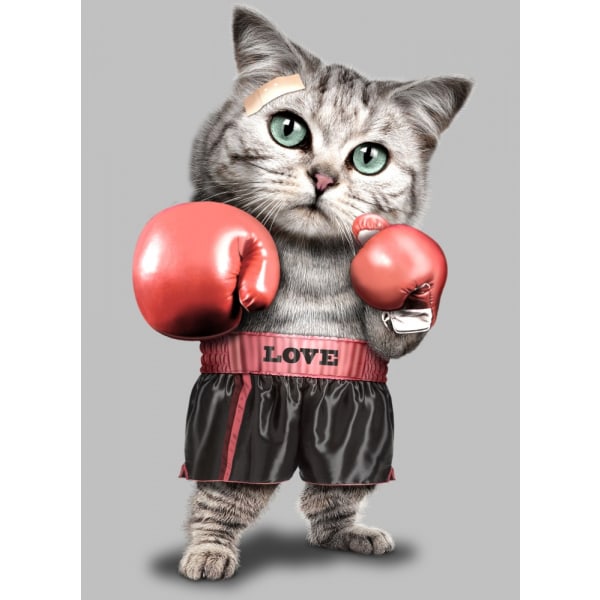 Boxing Cat MultiColor 21x30 cm