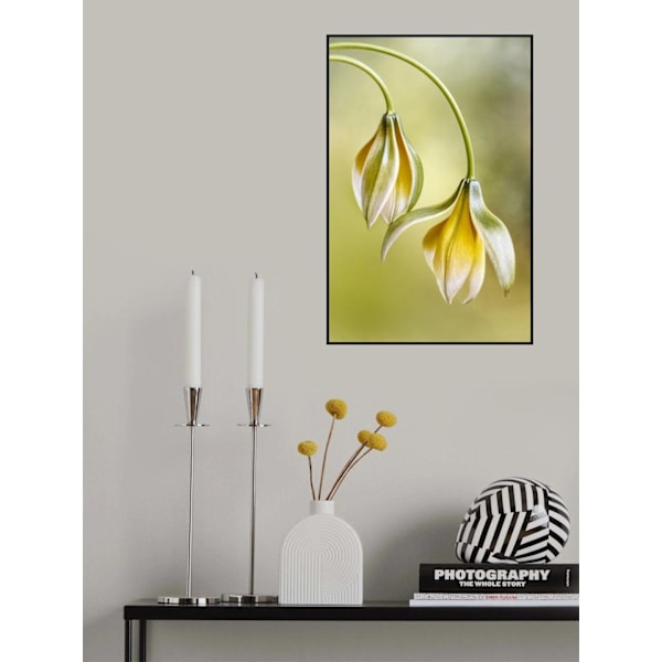 Tulipa MultiColor 21x30 cm