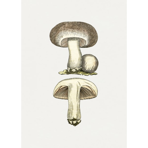 Hand Drawn Field Mushroom Gray MultiColor 50x70 cm