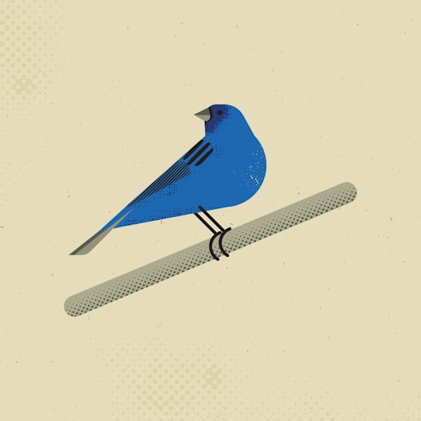 Indigo Bunting MultiColor 30x40 cm