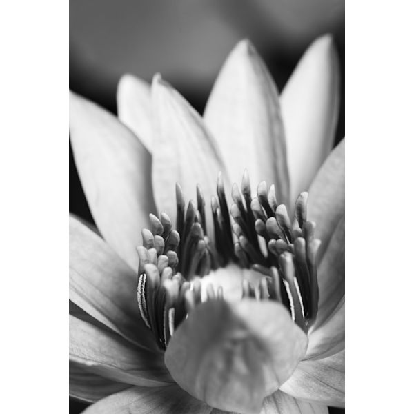 Flower, Close Up MultiColor 30x40 cm