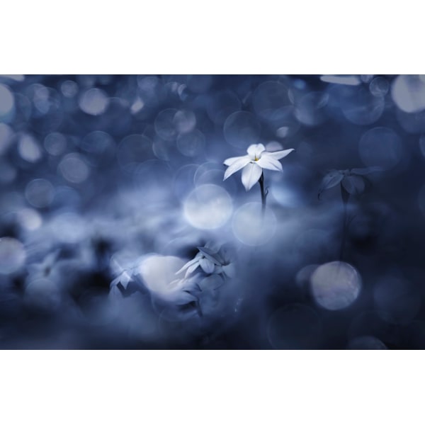 Sparkling Background MultiColor 50x70 cm