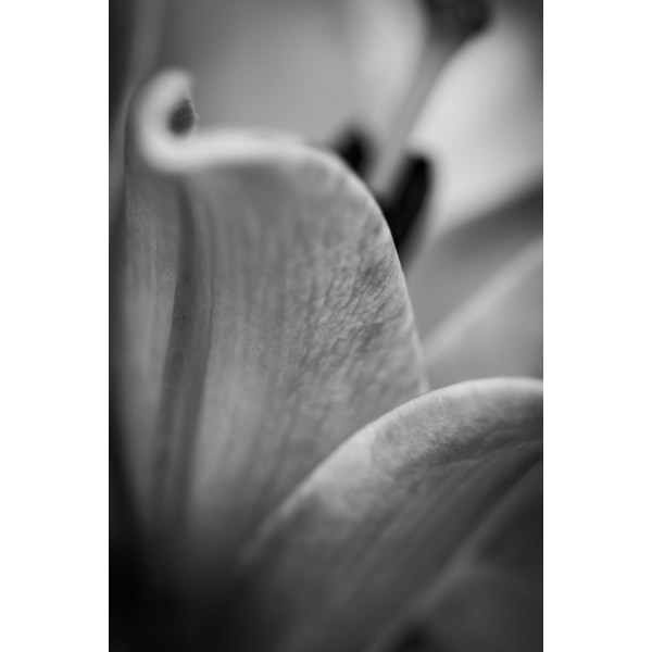 Black And White Abstract Flower MultiColor 70x100 cm