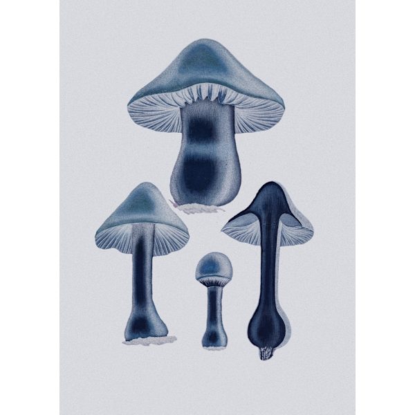 Agaricus Bulbosus - Blue MultiColor 21x30 cm