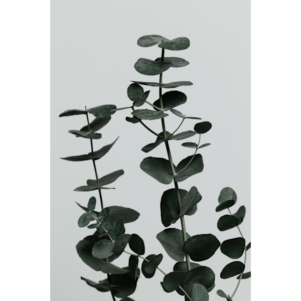 Eucalyptus Natural 11 MultiColor 50x70 cm