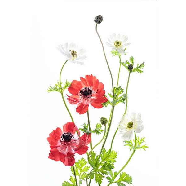 Spring Anemone Family MultiColor 21x30 cm