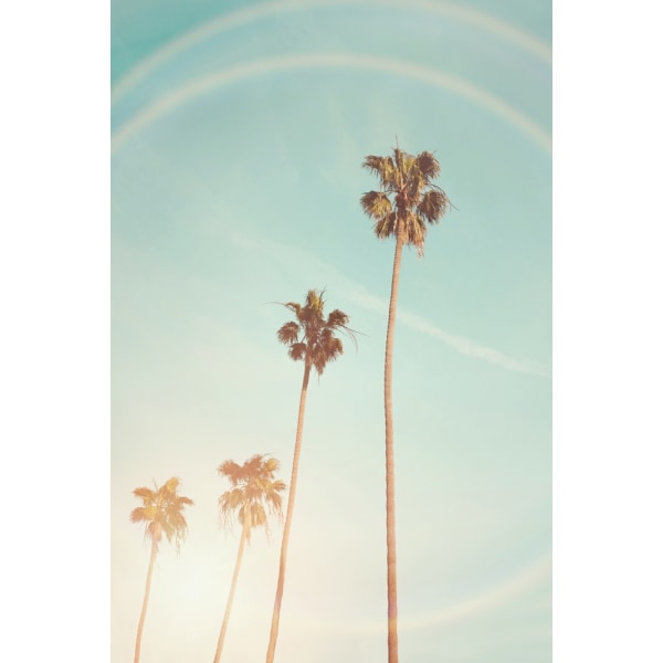 Sunny Cali Palm Tree MultiColor 50x70 cm