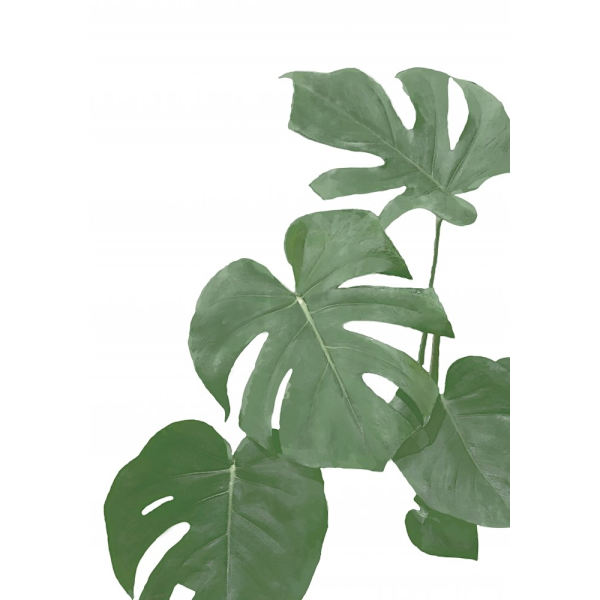 Monstera Aqua 03 MultiColor 70x100 cm