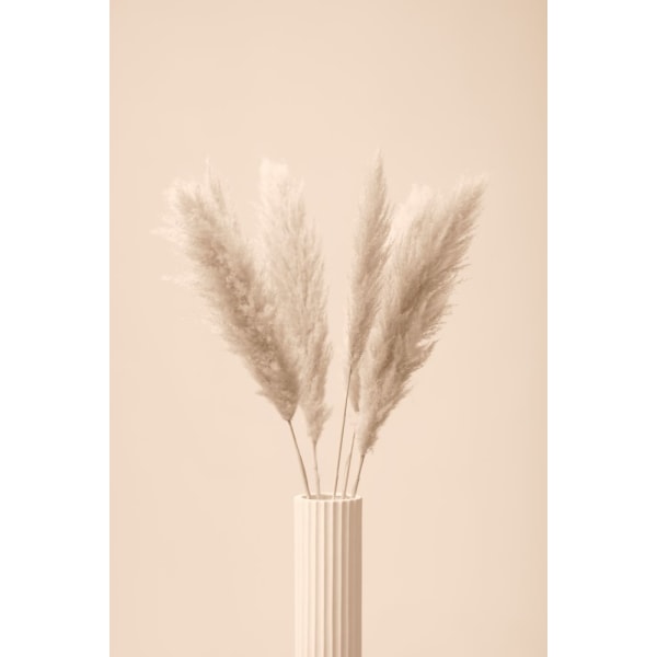 Pampas Grass Beige 11 MultiColor 30x40 cm