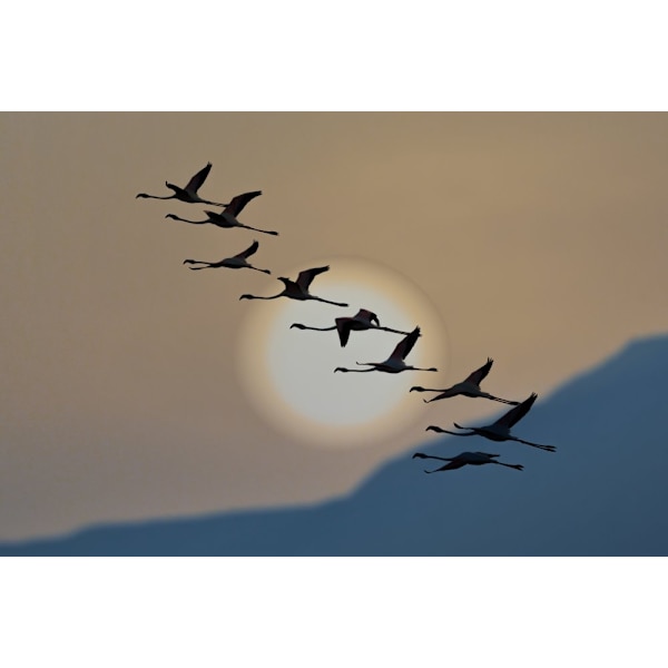Flamingos At Sunrise MultiColor 50x70 cm