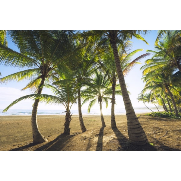 Tropical Morning MultiColor 50x70 cm