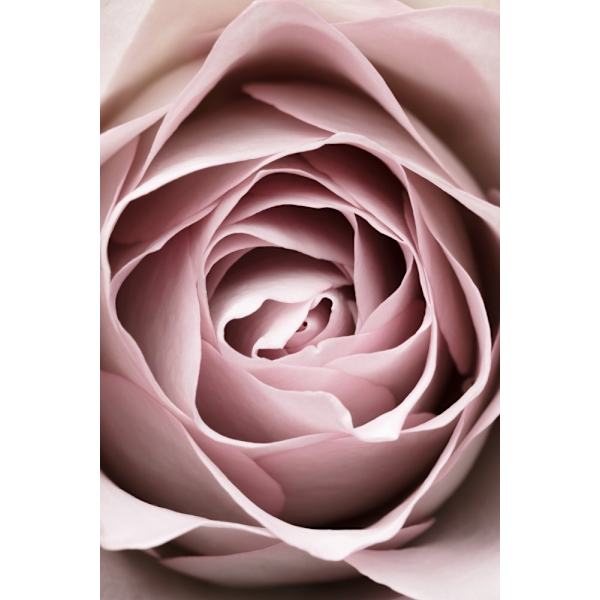 Pink Rose No 04 MultiColor 21x30 cm