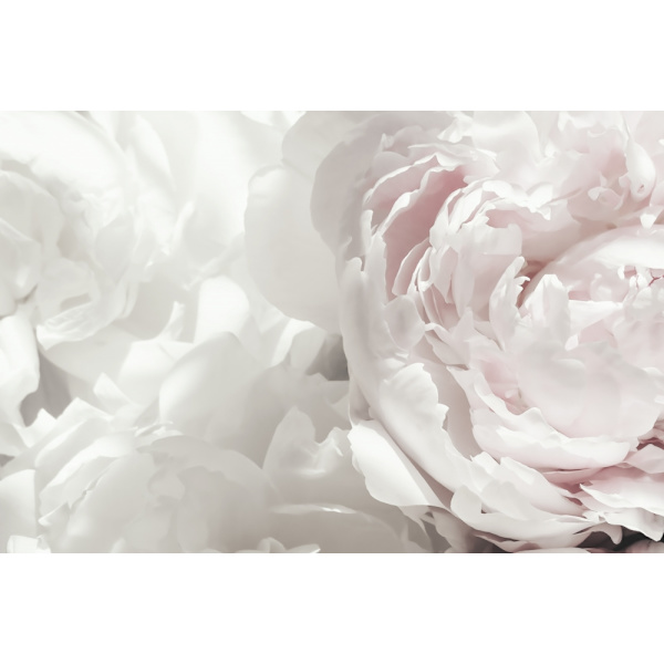 Peony 25 MultiColor 21x30 cm